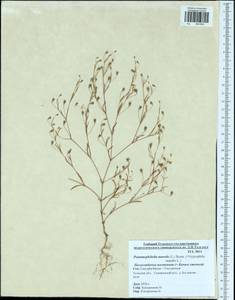 Psammophiliella muralis (L.) lkonn., Eastern Europe, Central region (E4) (Russia)