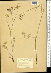 Carum meifolium (M. Bieb.) Boiss., Caucasus, Georgia (K4) (Georgia)