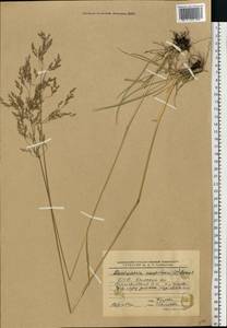 Deschampsia cespitosa (L.) P.Beauv., Eastern Europe, Belarus (E3a) (Belarus)
