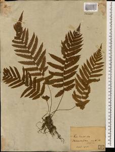 Dryopteris, South Asia, South Asia (Asia outside ex-Soviet states and Mongolia) (ASIA) (Japan)
