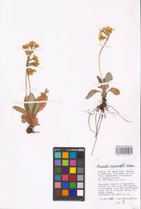 Primula ruprechtii Kusnezowa ex Lipsky, Caucasus, Dagestan (K2) (Russia)
