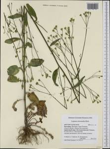 Lapsana communis subsp. intermedia (M. Bieb.) Hayek, Western Europe (EUR) (Bulgaria)