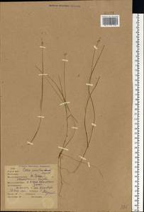 Carex pauciflora Lightf., Eastern Europe, Eastern region (E10) (Russia)