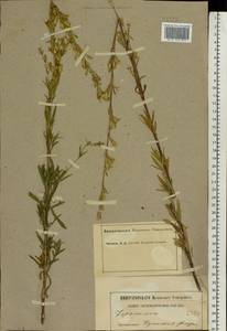 Silene tatarica (L.) Pers., Eastern Europe, Middle Volga region (E8) (Russia)