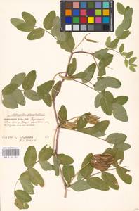 Astragalus glycyphyllos L., Eastern Europe, Moscow region (E4a) (Russia)