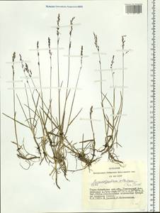 Paracolpodium altaicum (Trin.) Tzvelev, Siberia, Altai & Sayany Mountains (S2) (Russia)