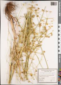 Ferulago macrocarpa (Fenzl) Boiss., South Asia, South Asia (Asia outside ex-Soviet states and Mongolia) (ASIA) (Iran)