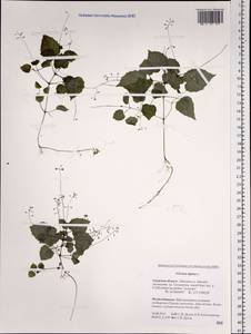Circaea alpina L., Siberia, Russian Far East (S6) (Russia)
