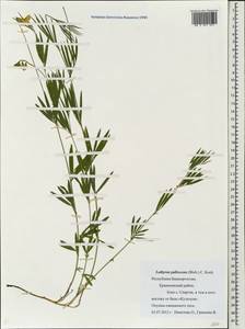 Lathyrus pallescens (M.Bieb.)K.Koch, Eastern Europe, Eastern region (E10) (Russia)