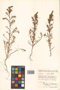 Salsola collina Pall., Siberia, Russian Far East (S6) (Russia)