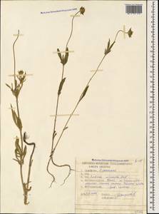 Lomelosia micrantha (Desf.) Greuter & Burdet, Caucasus, North Ossetia, Ingushetia & Chechnya (K1c) (Russia)