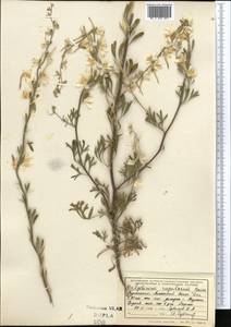 Delphinium rugulosum Boiss., Middle Asia, Kopet Dag, Badkhyz, Small & Great Balkhan (M1) (Turkmenistan)