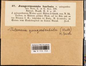 Trilophozia quinquedentata (Huds.) Bakalin, Bryophytes, Bryophytes - Western Europe (BEu) (Germany)
