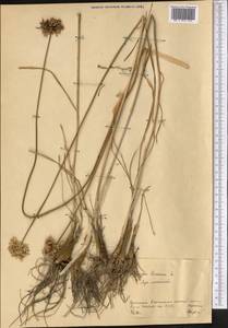 Allium lineare L., Middle Asia, Northern & Central Kazakhstan (M10) (Kazakhstan)