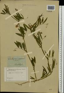 Lathyrus palustris L., Eastern Europe, South Ukrainian region (E12) (Ukraine)