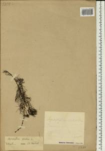 Myriophyllum spicatum L., Eastern Europe, Estonia (E2c) (Estonia)