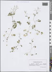 Cardamine flexuosa With., Eastern Europe, Central forest region (E5) (Russia)
