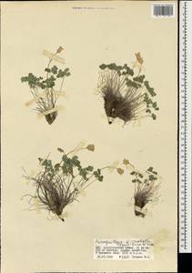 Paraquilegia anemonoides (Willd.) Engl. ex Ulbr., Mongolia (MONG) (Mongolia)
