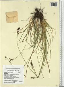 Carex leersii F.W.Schultz, nom. cons., Western Europe (EUR) (Bulgaria)