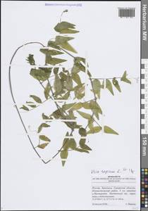 Vicia sepium L., Eastern Europe, Middle Volga region (E8) (Russia)