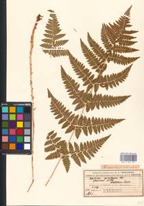 Dryopteris carthusiana (Vill.) H. P. Fuchs, Eastern Europe, Moscow region (E4a) (Russia)