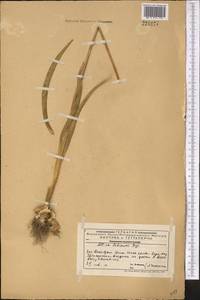 Allium fetisowii Regel, Middle Asia, Western Tian Shan & Karatau (M3) (Kazakhstan)