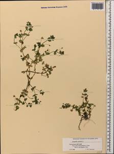 Lysimachia arvensis (L.) U.Manns & Anderb., Caucasus, Black Sea Shore (from Novorossiysk to Adler) (K3) (Russia)