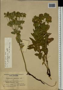 Euphorbia goldei Prokh., Eastern Europe, Moldova (E13a) (Moldova)