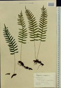 Polypodium vulgare L., Eastern Europe, West Ukrainian region (E13) (Ukraine)