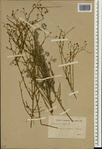 Pulicaria undulata subsp. undulata, South Asia, South Asia (Asia outside ex-Soviet states and Mongolia) (ASIA) (Iraq)