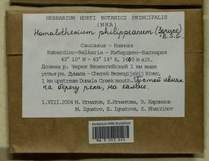 Homalothecium philippeanum (Spruce) Schimp., Bryophytes, Bryophytes - North Caucasus & Ciscaucasia (B12) (Russia)