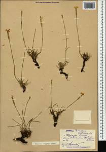 Dianthus fragrans M. Bieb., Caucasus, Dagestan (K2) (Russia)