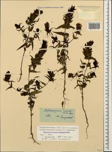 Melampyrum caucasicum Bunge, Caucasus, North Ossetia, Ingushetia & Chechnya (K1c) (Russia)