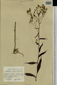 Lactuca sibirica (L.) Benth. ex Maxim., Siberia, Russian Far East (S6) (Russia)