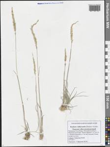 Koeleria glauca (Spreng.) DC., Eastern Europe, Middle Volga region (E8) (Russia)