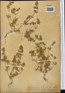 Petrosimonia sibirica (C. A. Mey.) Bunge, Middle Asia, Northern & Central Tian Shan (M4) (Kyrgyzstan)