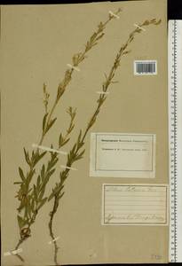 Silene tatarica (L.) Pers., Eastern Europe, Central forest region (E5) (Russia)