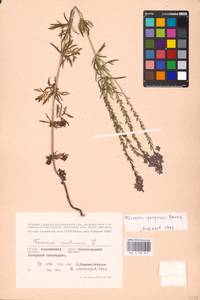 MHA 0 160 249, Veronica austriaca subsp. jacquinii (Baumg.) Watzl, Eastern Europe, Central forest-and-steppe region (E6) (Russia)