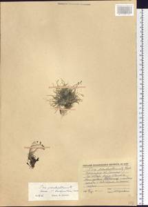 Poa pseudoabbreviata Roshev., Siberia, Baikal & Transbaikal region (S4) (Russia)