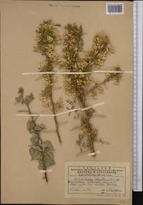 Caragana halodendron (Pall.) Dum.Cours., Middle Asia, Western Tian Shan & Karatau (M3) (Kazakhstan)