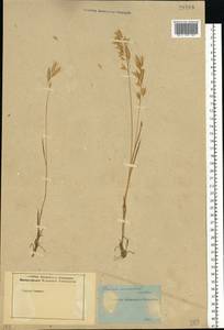 Bromus arvensis L., Eastern Europe, Rostov Oblast (E12a) (Russia)