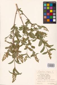Syringa vulgaris L., Eastern Europe, Central forest-and-steppe region (E6) (Russia)
