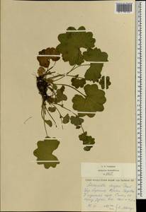 Alchemilla szaferi Pawl., Eastern Europe, West Ukrainian region (E13) (Ukraine)