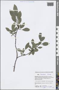 Salix taraikensis Kimura, Siberia, Baikal & Transbaikal region (S4) (Russia)