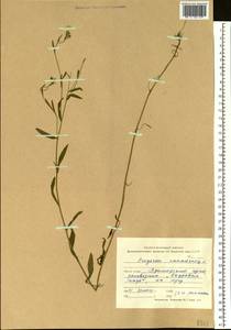 Erigeron canadensis L., Siberia, Russian Far East (S6) (Russia)