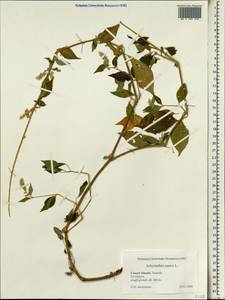 Achyranthes aspera L., Africa (AFR) (Spain)