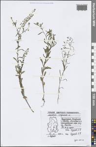 Lepidium virginicum L., Eastern Europe, Volga-Kama region (E7) (Russia)