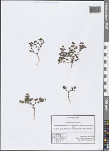 Frankenia pulverulenta L., Crimea (KRYM) (Russia)