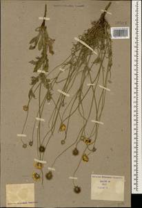 Scabiosa bipinnata C. Koch, Caucasus (no precise locality) (K0)