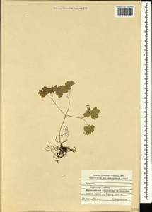 Thalictrum sultanabadense Stapf, Caucasus, Armenia (K5) (Armenia)